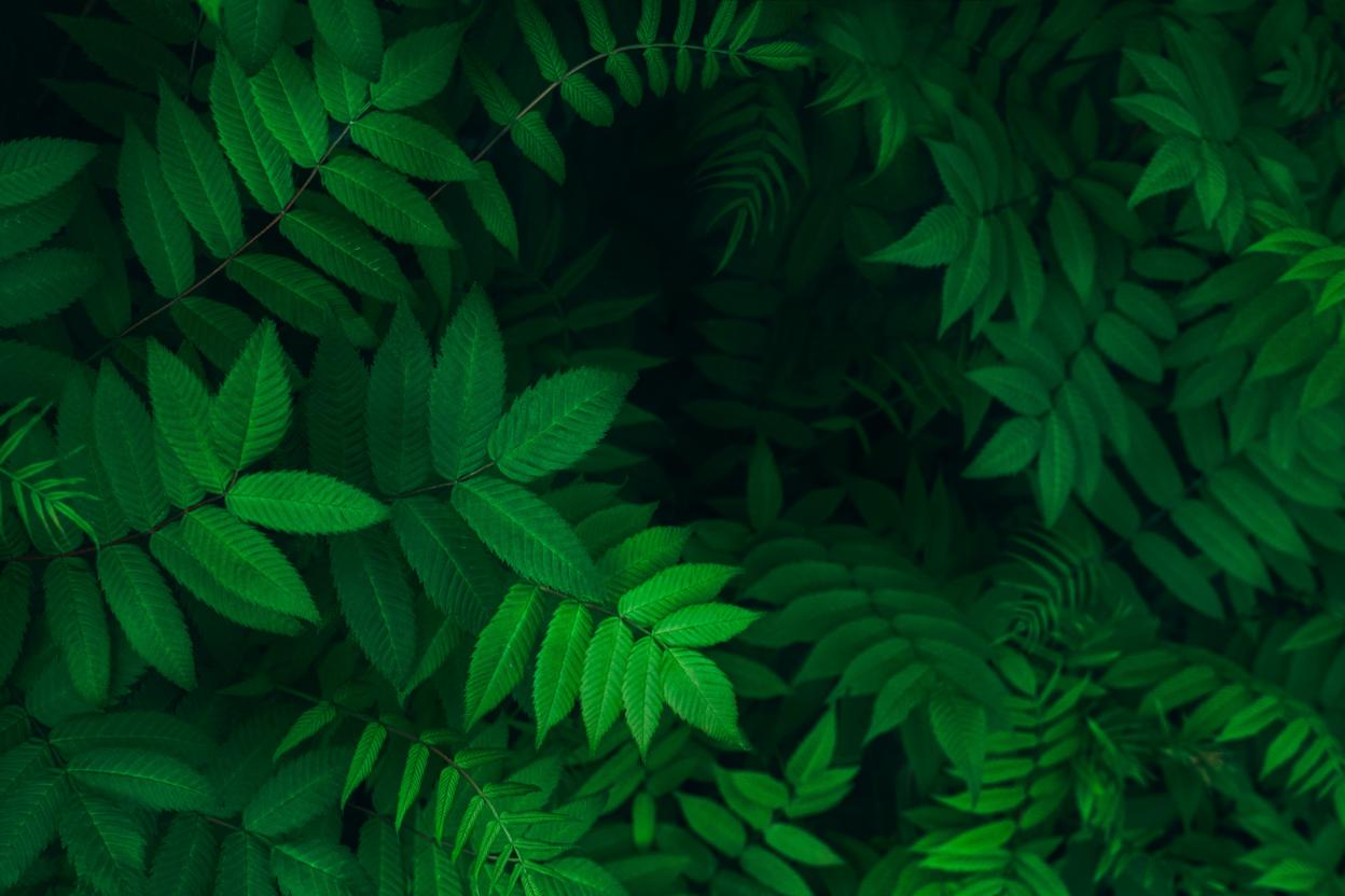 Nature wellness background